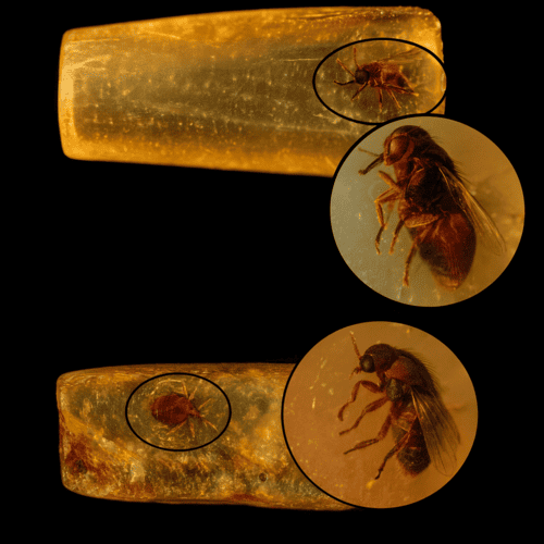 Can Amber Preserve DNA?